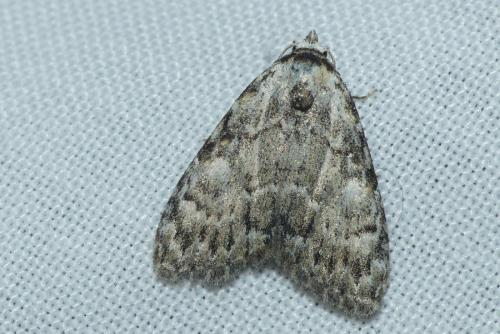 Réf. 232 860 : Meganola strigula
